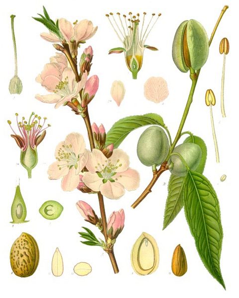 Botanical plate: Almond