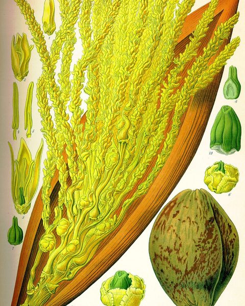 Botanical plate: Coconut