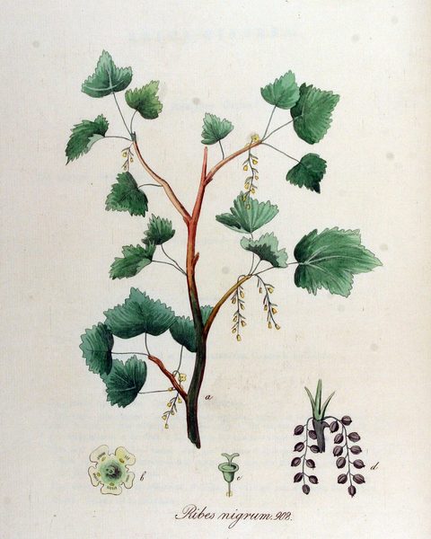 Botanical plate: Eucris
