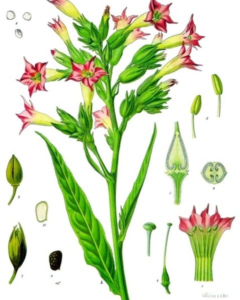 Botanical plate: Havana