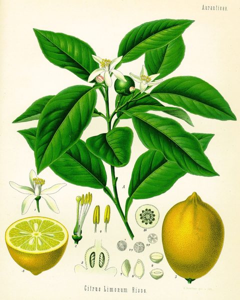 Botanical plate: Limes