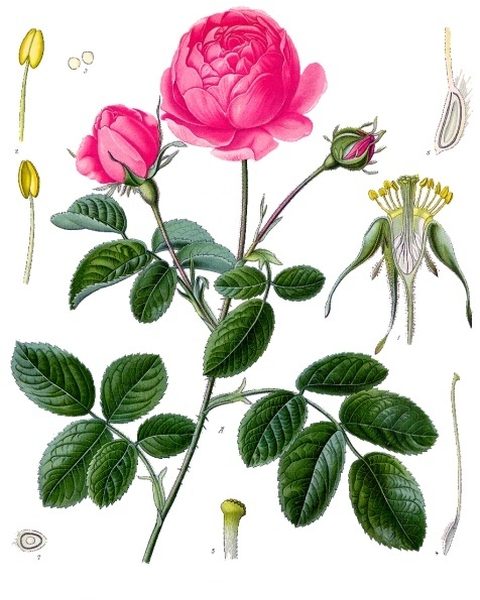 Botanical plate: Rose
