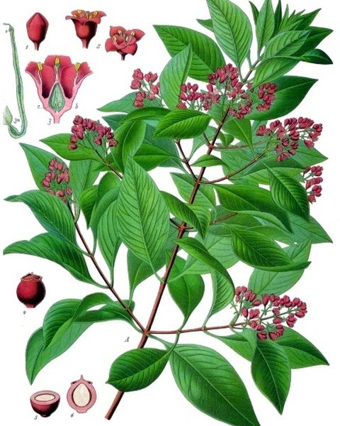 Botanical plate: Sandalwood