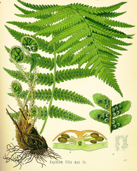 Botanical plate: Wild Fern